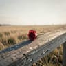 The Last Long Goodbye
